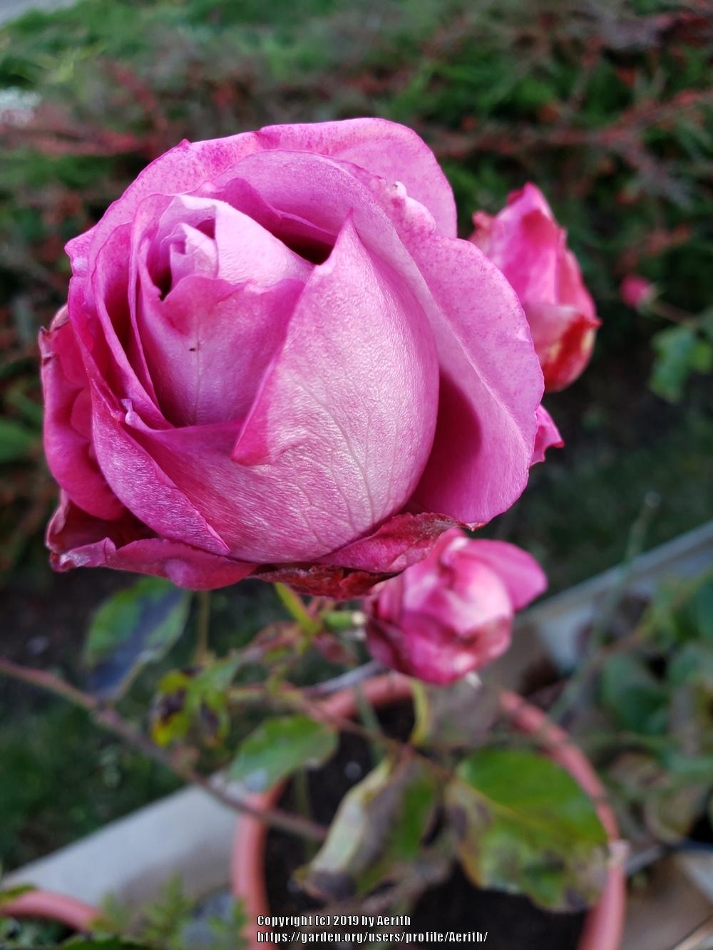 Photo of Rose (Rosa 'Heirloom') uploaded by Aerith