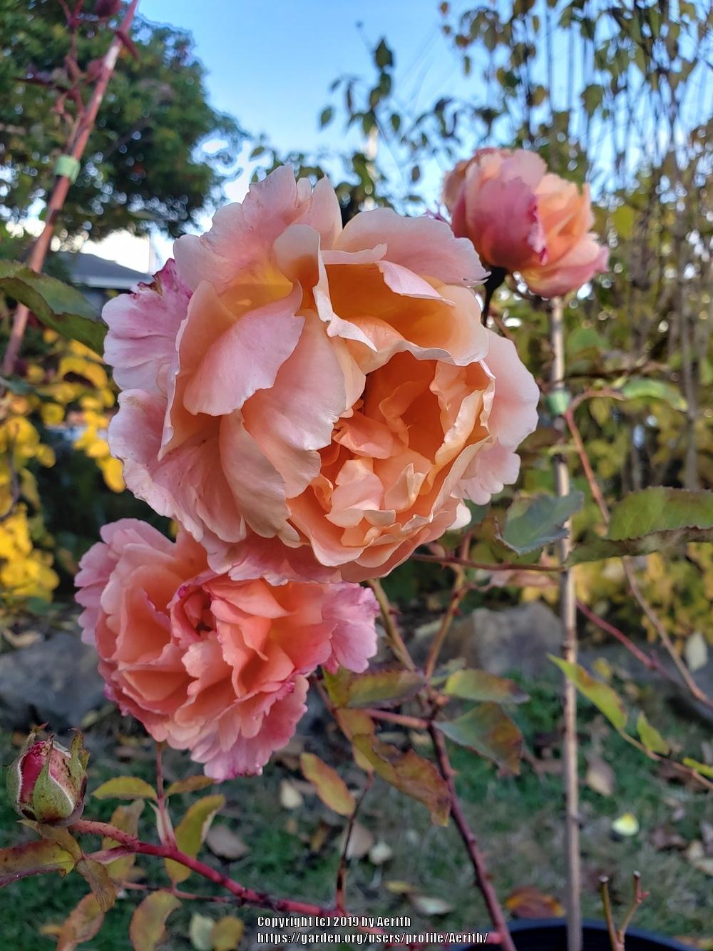 Photo of Rose (Rosa 'Apricot Queen') uploaded by Aerith