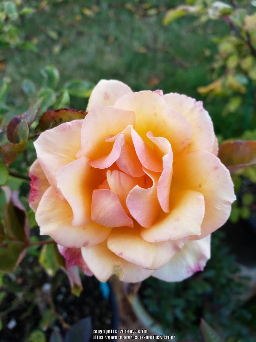 Photo of Rose (Rosa 'Anne Harkness') uploaded by Aerith