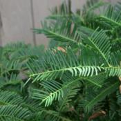 Japanese Plum Yew (Cephalotaxus harringtonii) 003