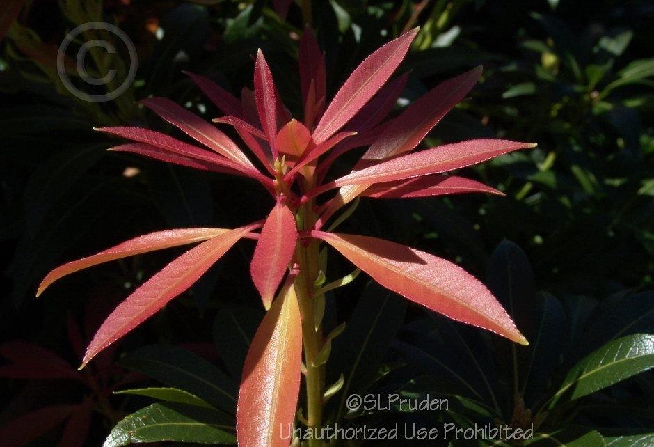Photo of Hybrid Andromeda (Pieris 'Forest Flame') uploaded by DaylilySLP