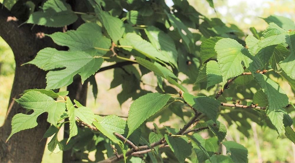 Photo of Red Mulberry (Morus rubra) uploaded by ILPARW