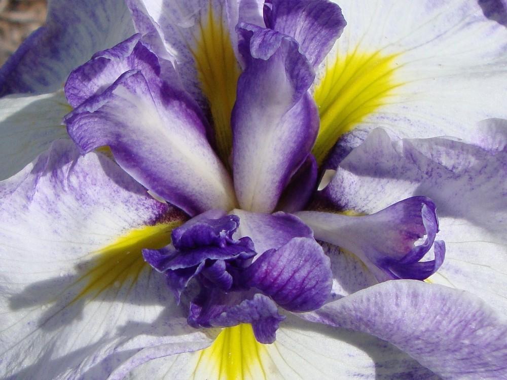 Photo of Japanese Iris (Iris ensata 'Lion King') uploaded by Paul2032