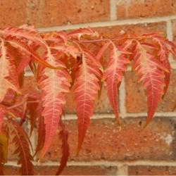 Location: In my garden in Oklahoma City
Date: Fall, 2006
Staghorn Sumac (Rhus typhina Tiger Eyes®) 014