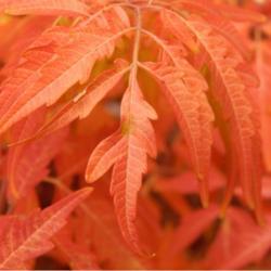 Location: In my garden in Oklahoma City
Date: Fall, 2006
Staghorn Sumac (Rhus typhina Tiger Eyes®) 013