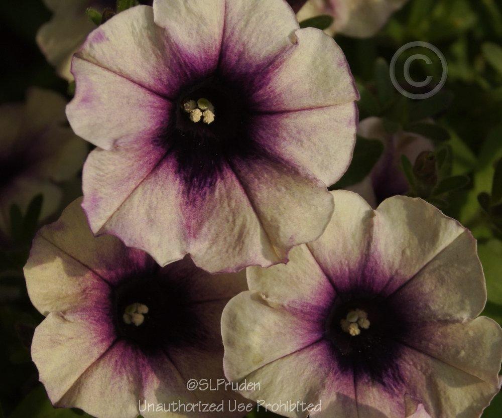 Photo of Multiflora Mounding Petunia (Petunia Potunia® Blackberry Ice) uploaded by DaylilySLP