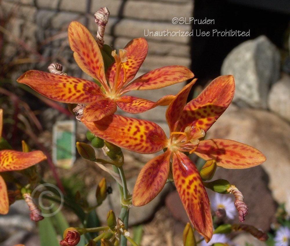 Photo of Species X Iris (Iris x norrisii) uploaded by DaylilySLP