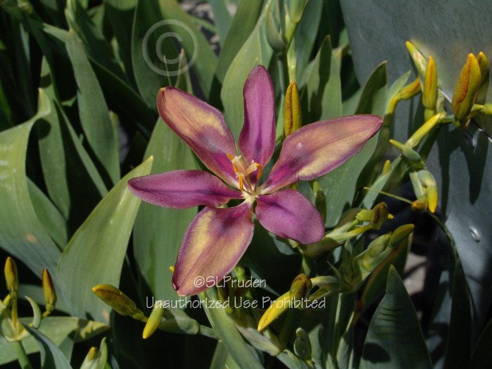 Photo of Species X Iris (Iris x norrisii) uploaded by DaylilySLP