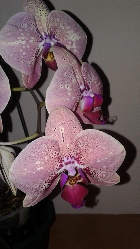 Photo of Moth Orchid (Phalaenopsis) uploaded by GreenTara18