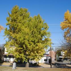 Location: Phoenixville, Pennsylvania
Date: 2019-11-06
mature tree