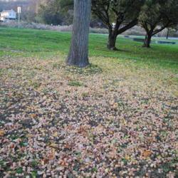 Location: Downingtown, Pennsylvania
Date: 2019-11-05
mass of fallen "fruit" on lawn
