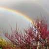 Redbud at the rainbows end