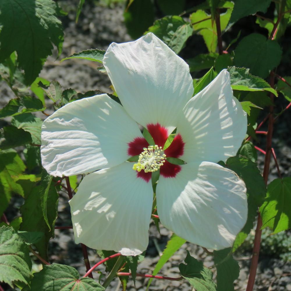Photo of Hardy Hibiscus (Hibiscus moscheutos) uploaded by TrishAUS