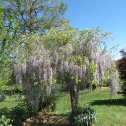 Location: My garden
Date: 2019-10-24
Japanese wistera (floribunda) trained as a standard