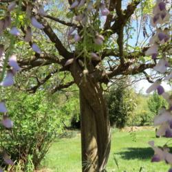 Location: My garden in NSW Australia
Date: 2019-10-24
The trunk & branches of standard Japanese wisteria (floribunda)