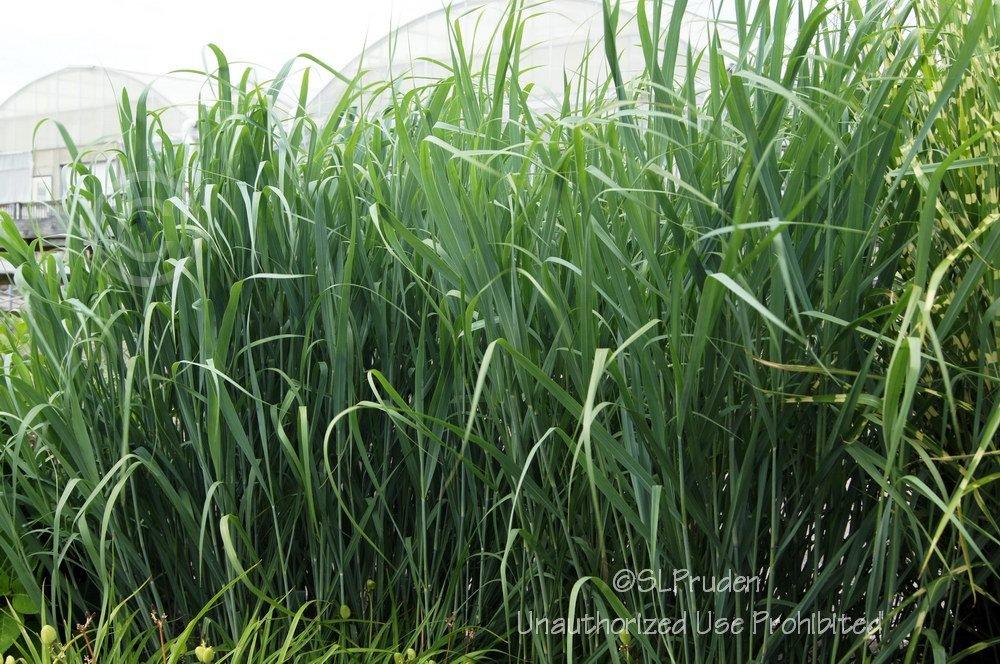 Photo of Switch Grass (Panicum virgatum 'Cloud Nine') uploaded by DaylilySLP