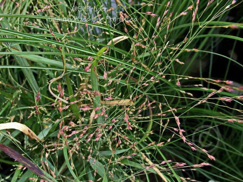 Photo of Switch Grass (Panicum virgatum 'Shenandoah') uploaded by DaylilySLP