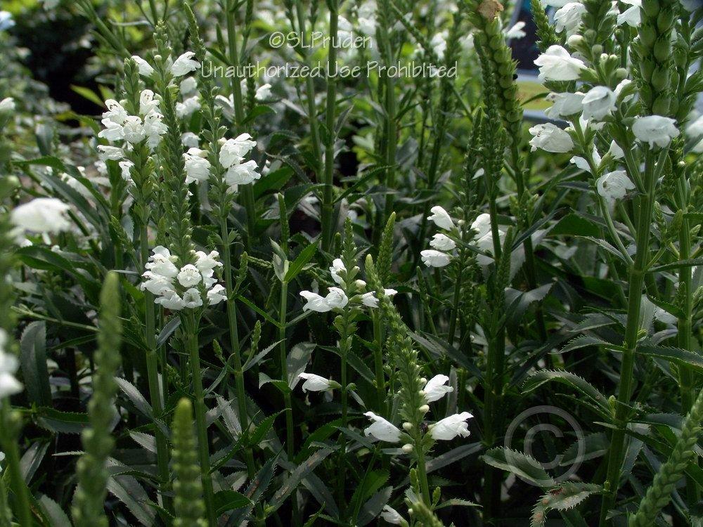 Photo of Obedient Plant (Physostegia virginiana 'Summer Snow') uploaded by DaylilySLP
