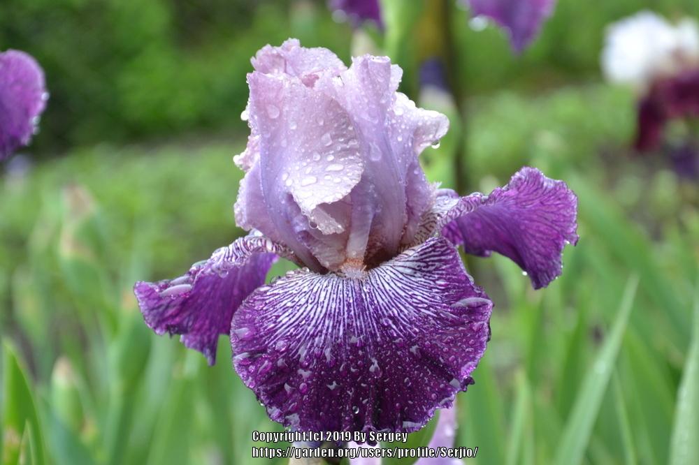 Photo of Tall Bearded Iris (Iris 'Astrology') uploaded by Serjio