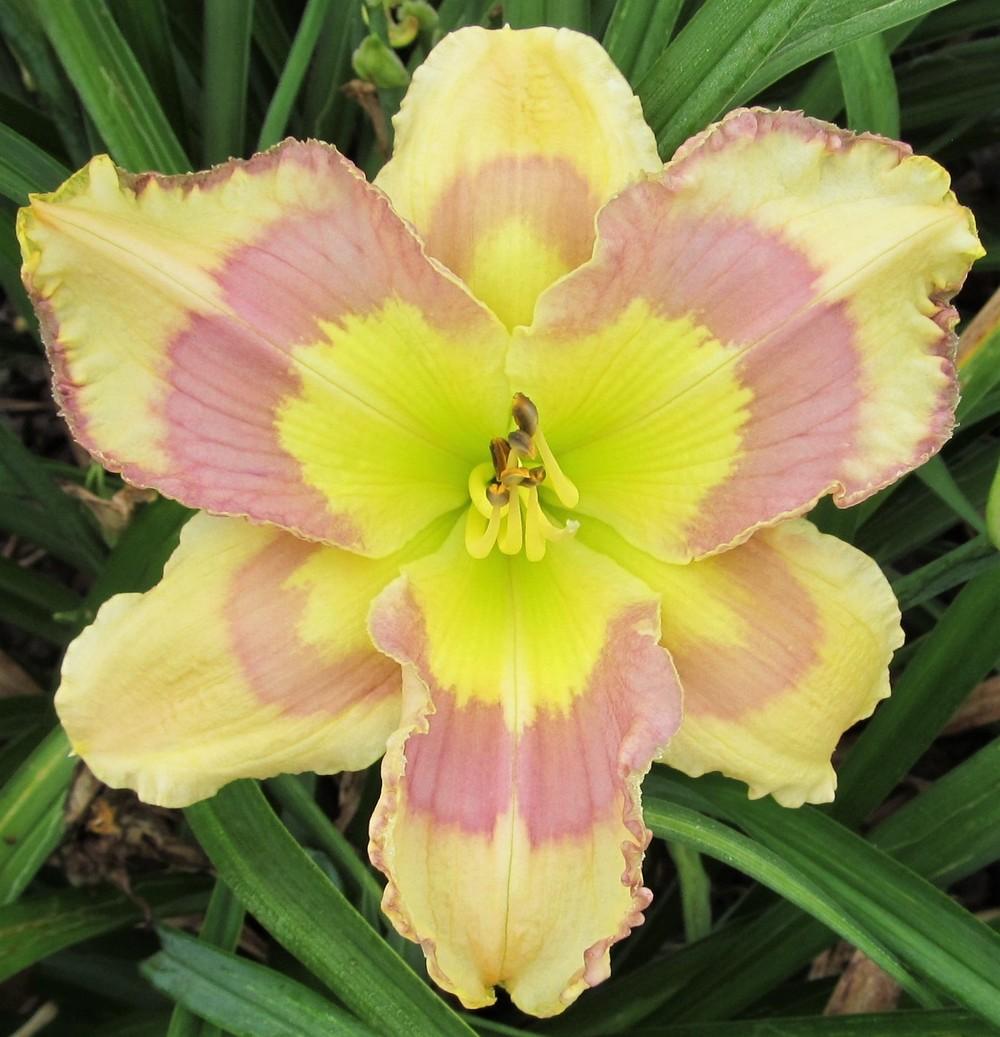 Photo of Daylily (Hemerocallis 'Quiet Riot') uploaded by Sscape