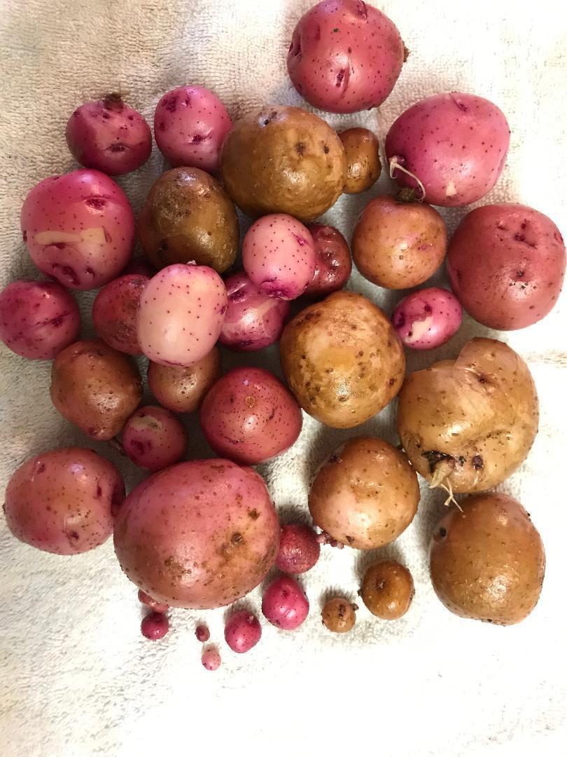 Photo of Potato (Solanum tuberosum 'Red Pontiac') uploaded by cwhitt