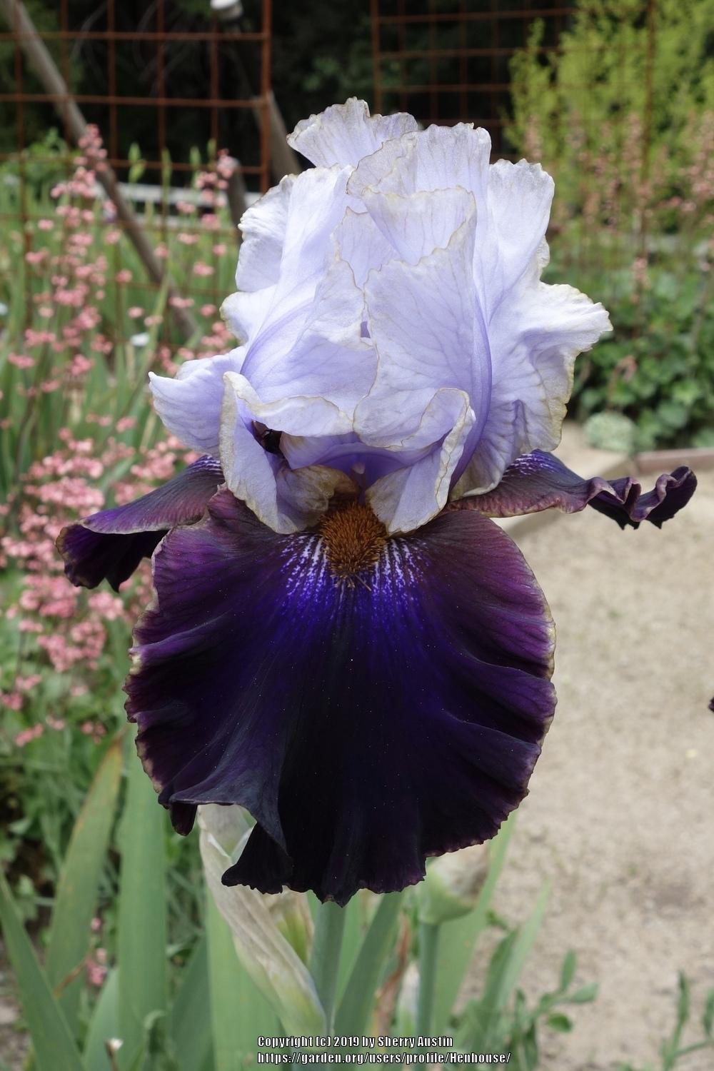 Photo of Tall Bearded Iris (Iris 'Edge of the World') uploaded by Henhouse