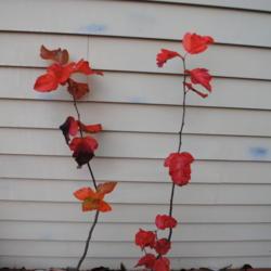 Location: Downingtown, Pennsylvania
Date: 2019-10-29
leaves of saplings in pots in red fall color