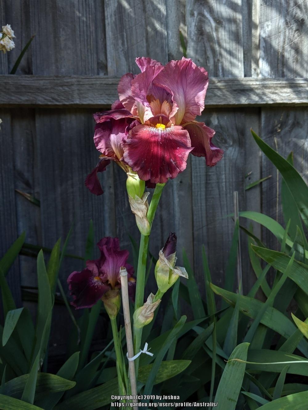 Photo of Tall Bearded Iris (Iris 'Scarlet Embers') uploaded by Australis