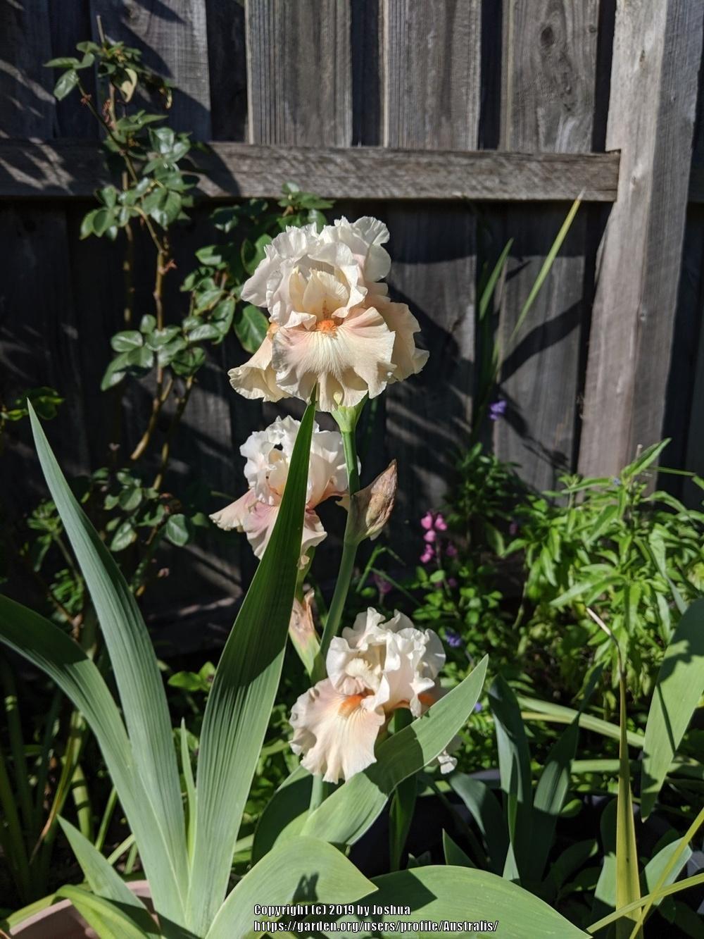 Photo of Tall Bearded Iris (Iris 'Going Home') uploaded by Australis