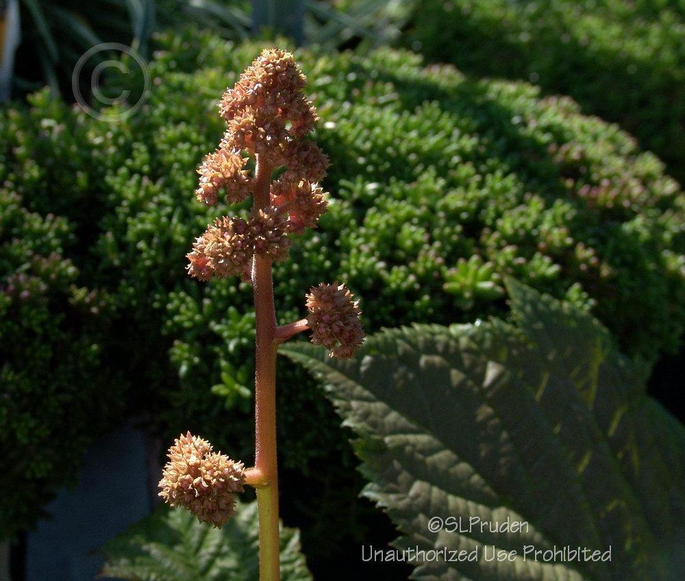Photo of Rodgersia (Rodgersia aesculifolia) uploaded by DaylilySLP