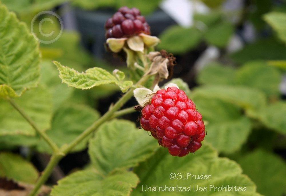 Photo of Marion Blackberry (Rubus 'Marion') uploaded by DaylilySLP