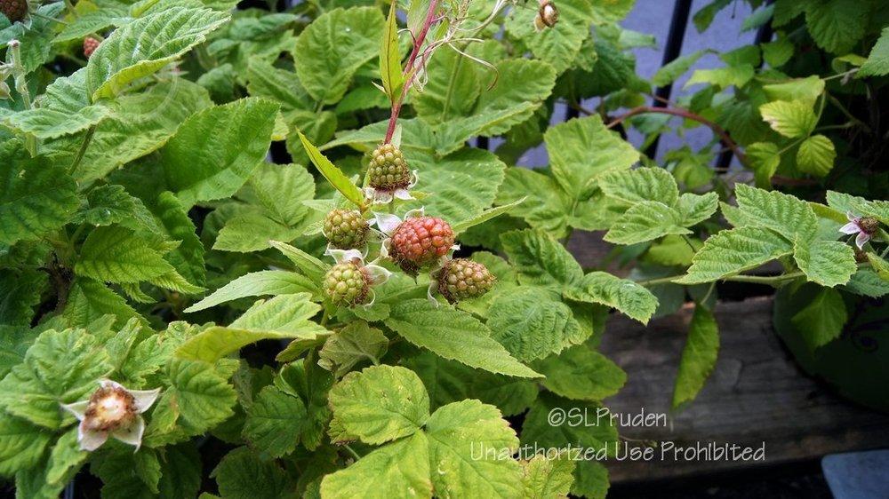 Photo of Marion Blackberry (Rubus 'Marion') uploaded by DaylilySLP