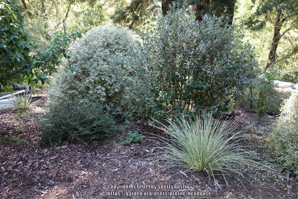 Photo of Variegated Dwarf Mat Rush (Lomandra longifolia Platinum Beauty™) uploaded by Henhouse