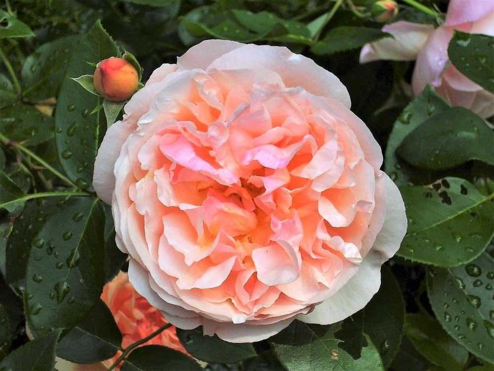 Photo of Rose (Rosa 'Heaven on Earth') uploaded by celestialrose