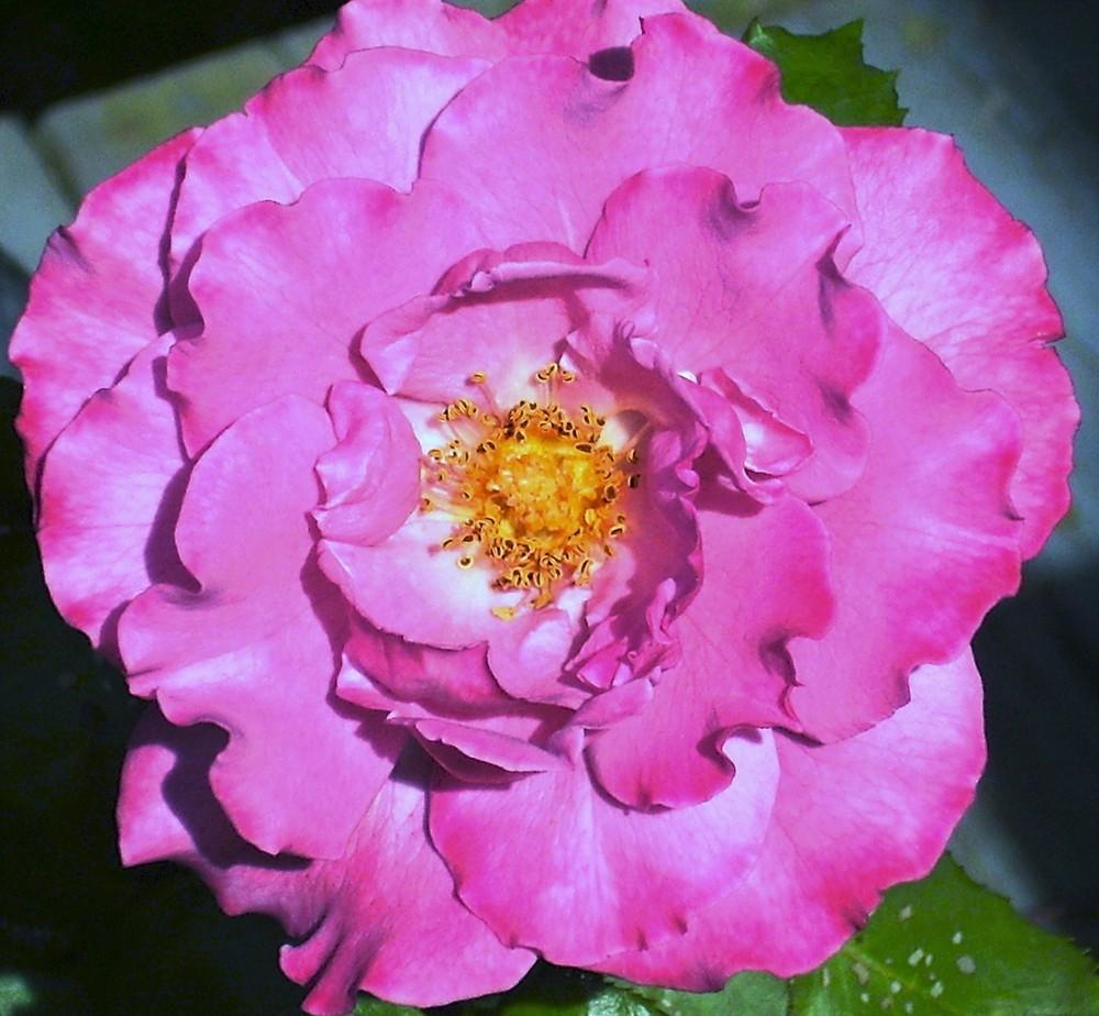 Photo of Rose (Rosa 'Angel Face') uploaded by celestialrose