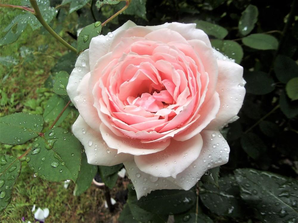 Photo of Rose (Rosa 'Eglantyne') uploaded by celestialrose
