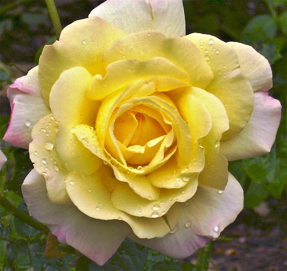 Photo of Hybrid Tea Rose (Rosa 'Peace') uploaded by celestialrose