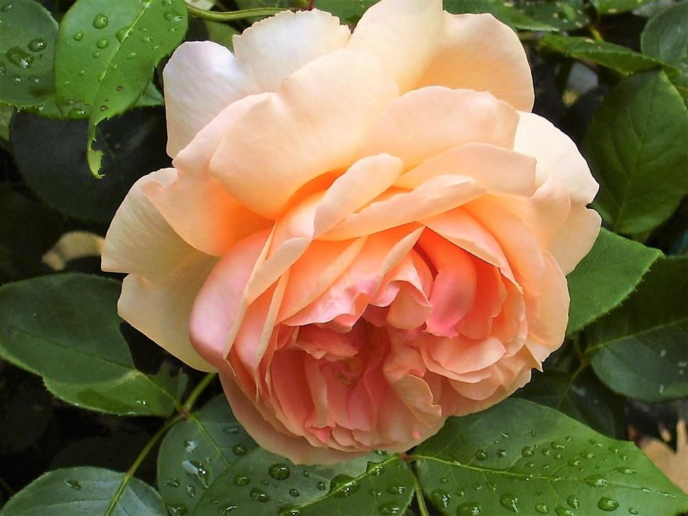 Photo of Rose (Rosa 'Heaven on Earth') uploaded by celestialrose