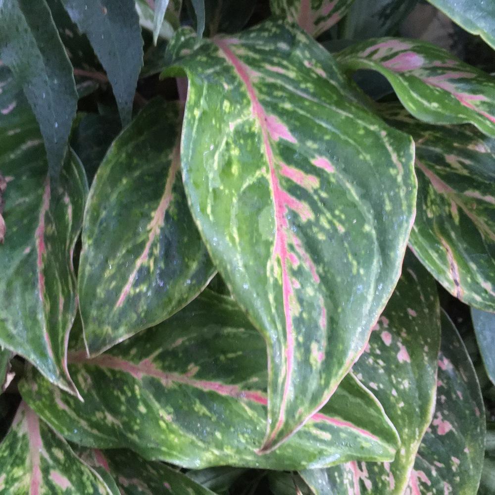 Photo of Chinese Evergreen (Aglaonema 'Sparkling Sarah') uploaded by csandt