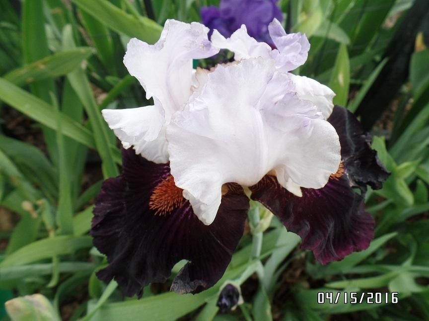 Photo of Tall Bearded Iris (Iris 'Starring') uploaded by dlrhodes3301
