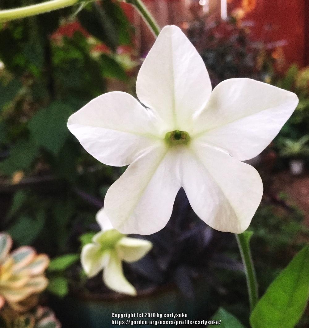 Photo of Flowering Tobacco (Nicotiana alata) uploaded by carlysuko