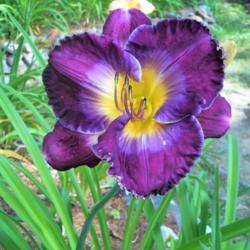 Location: central New Hampshire
Date: 2019-07-28
this daylily blooms dark purple in my soil