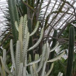 Location: In the Myriad Botanical Garden in Oklahoma City
Date: June, 2004
Euphorbia (Euphorbia lactea 'White Ghost') 001