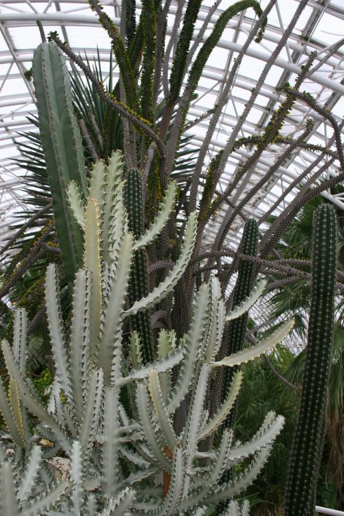 Photo of Euphorbia (Euphorbia lactea 'White Ghost') uploaded by jathton
