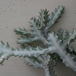 Location: In the Myriad Botanical Garden in Oklahoma City
Date: 2006
Euphorbia (Euphorbia lactea 'White Ghost') 003