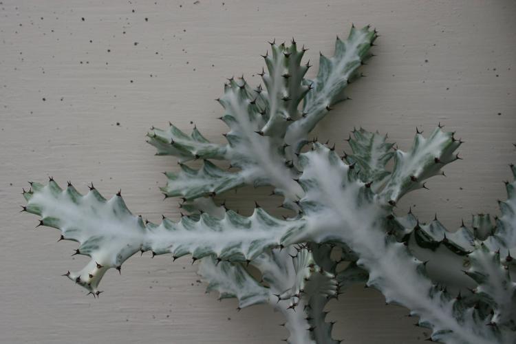 Photo of Euphorbia (Euphorbia lactea 'White Ghost') uploaded by jathton