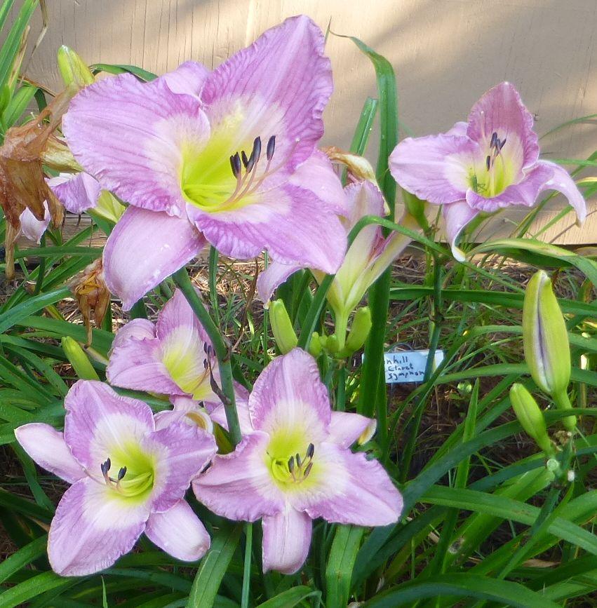 Photo of Daylily (Hemerocallis 'Sovereign Queen') uploaded by BradKY