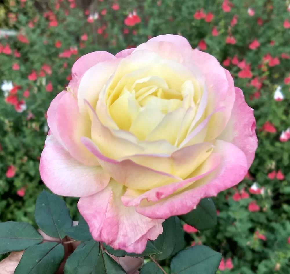 Photo of Rose (Rosa 'French Perfume') uploaded by Christopher1954