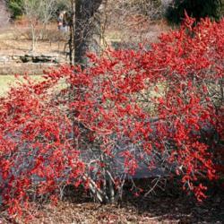 Location: In the Missouri Botanical Garden Children's Garden
Date: January, 2004
Winterberry Holly (Ilex verticillata 'Red Sprite') 001
