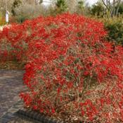 Winterberry Holly (Ilex verticillata 'Red Sprite') 002